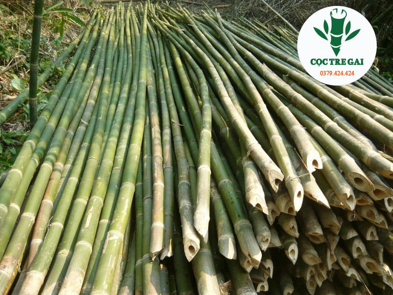Cọc Tre Gai
