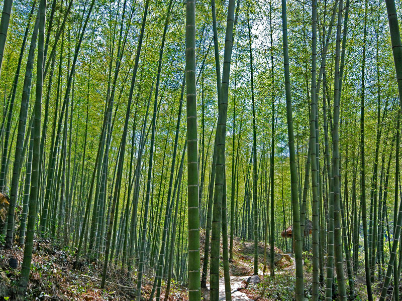 B&aacute;n cọc tre tại Đ&agrave; Nẵng