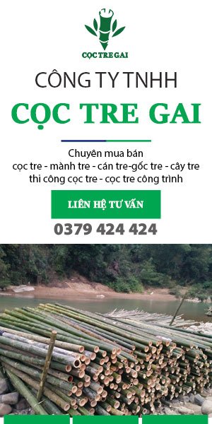 cọc tre miền trung